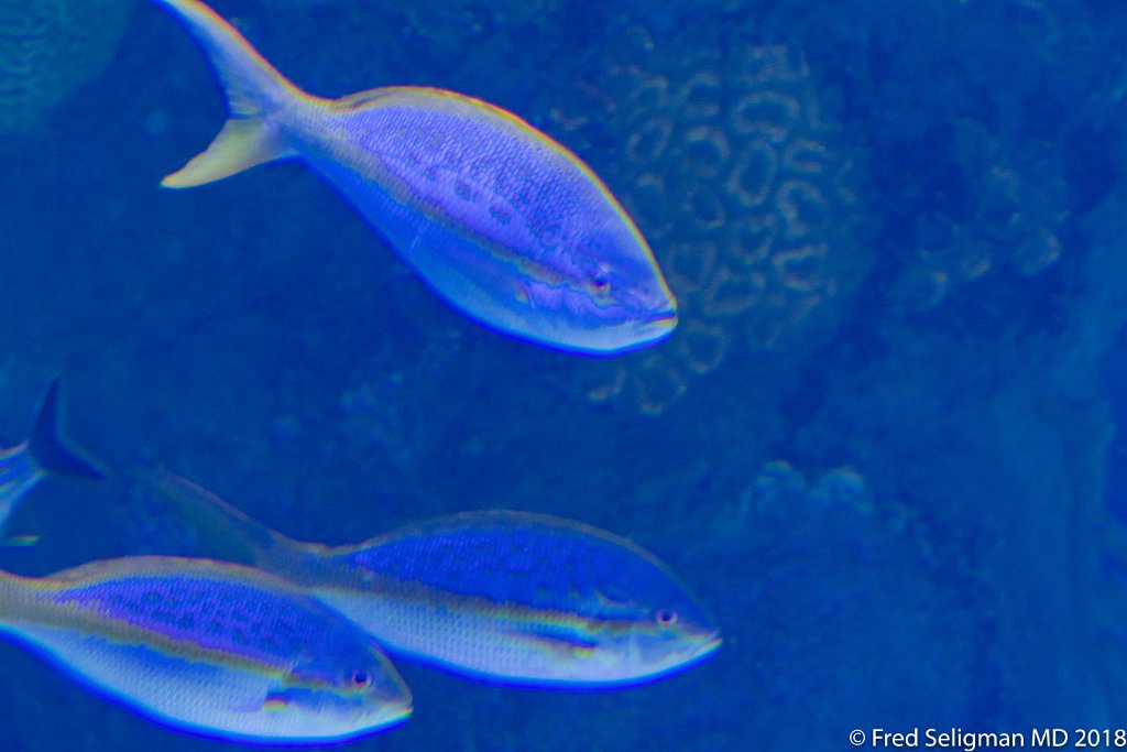 20180403_135526 D500.jpg - Fish tank, Frost Museum of Science