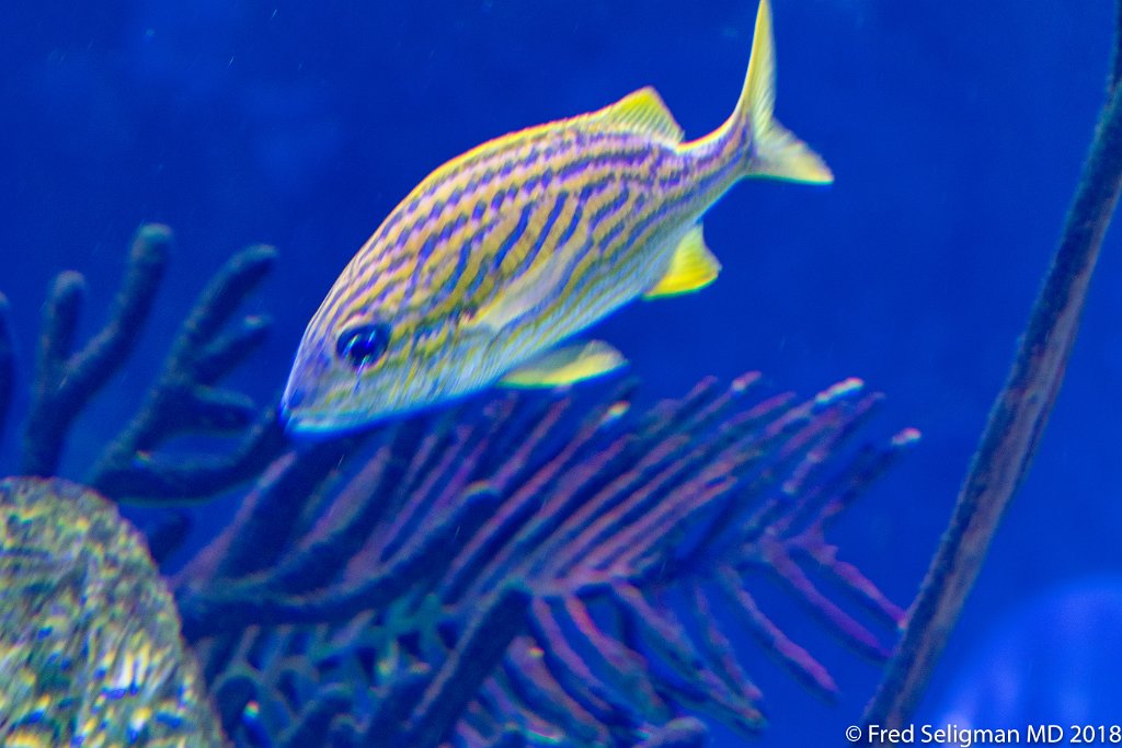 20180403_135641 D500.jpg - Fish tank, Frost Museum of Science