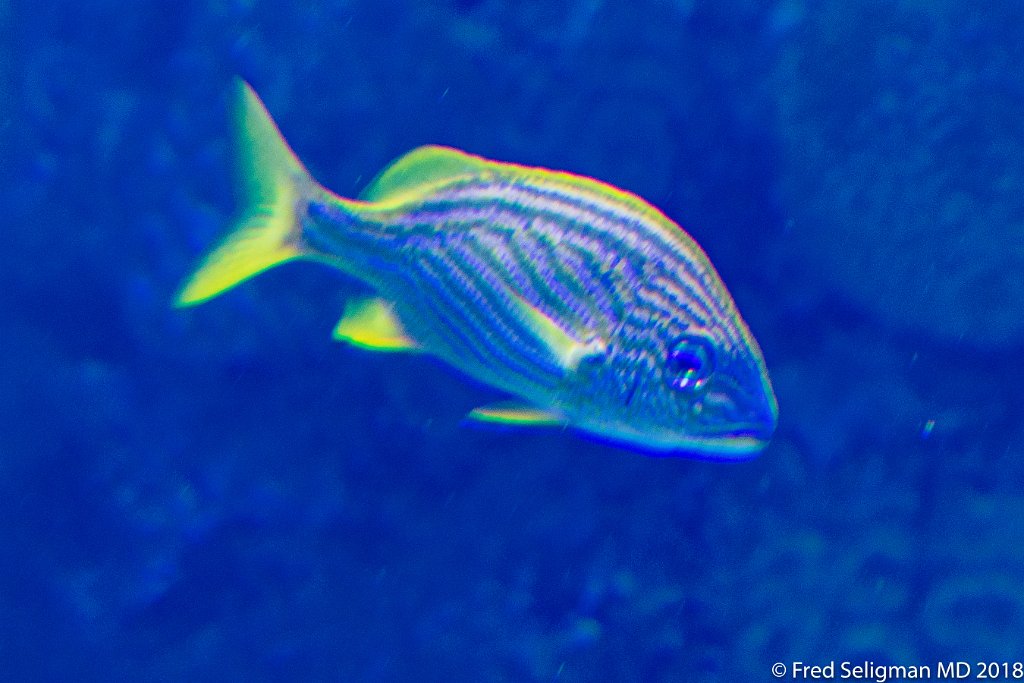 20180403_135720 D500.jpg - Fish tank, Frost Museum of Science