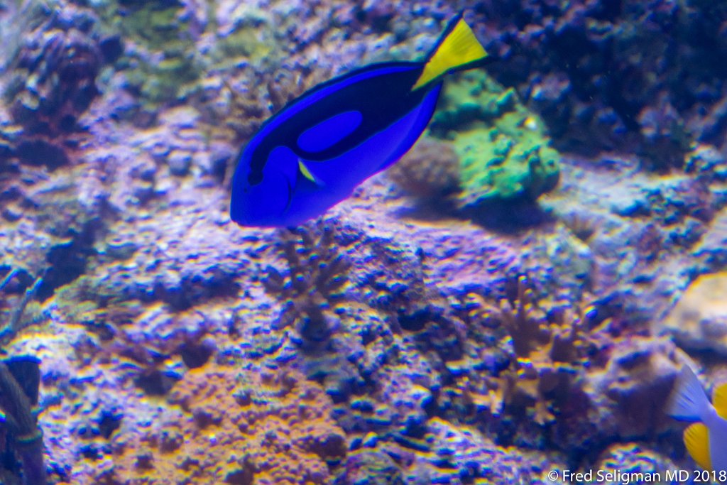 20180403_140518 D500.jpg - Fish tank, Frost Museum of Science