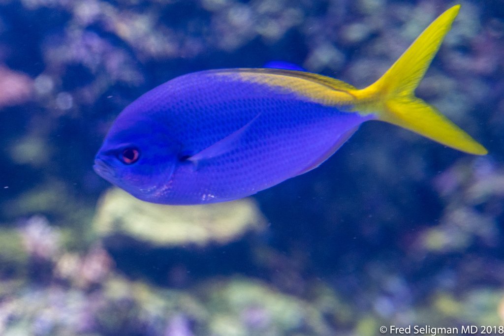 20180403_140538 D500.jpg - Fish tank, Frost Museum of Science