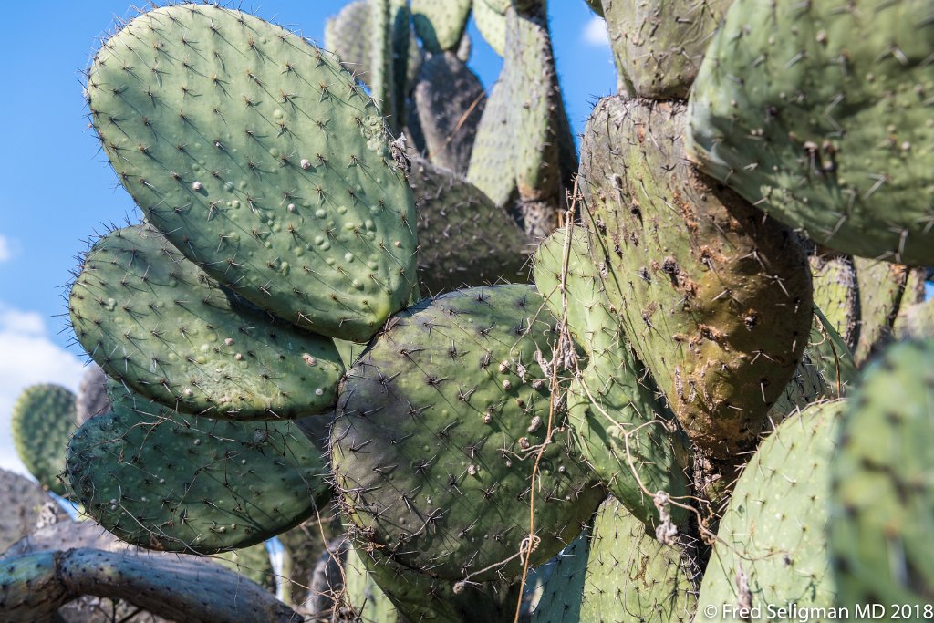 20180101_160350 D850.jpg - Botanical Gardens, San Miguel de Allende