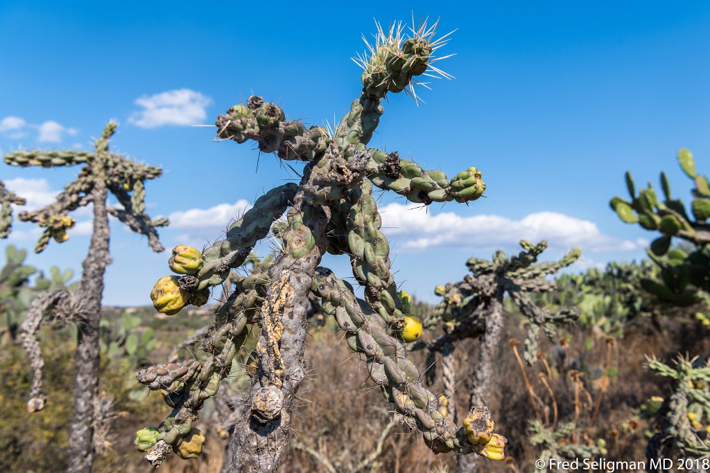 20180101_160440 D850.jpg - Botanical Gardens, San Miguel de Allende