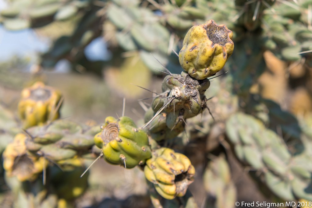 20180101_160506 D850.jpg - Botanical Gardens, San Miguel de Allende