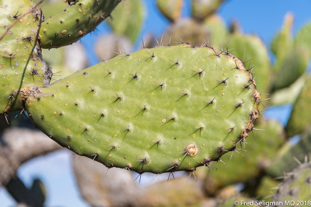 20180101_160522 D850.jpg - Botanical Gardens, San Miguel de Allende