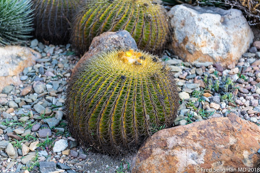 20180101_163124 D850.jpg - Botanical Gardens, San Miguel de Allende