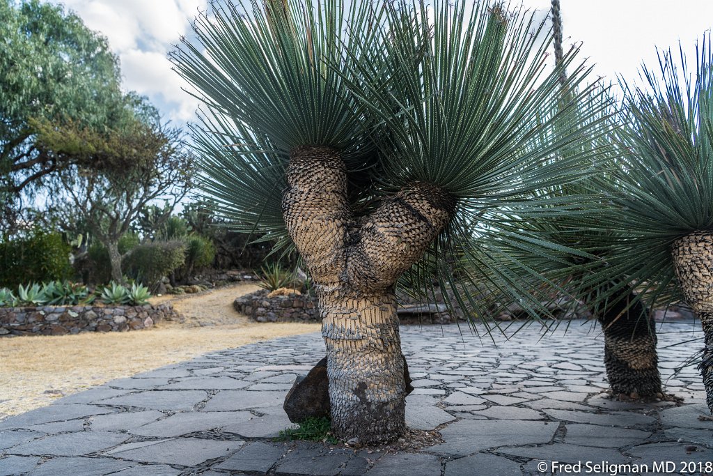 20180101_163306 D850.jpg - Botanical Gardens, San Miguel de Allende